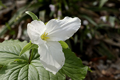 Trillium grandiflorum