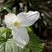 Trillium grandiflorum