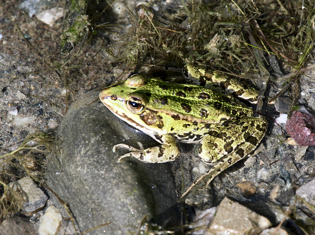 Kleiner Wasserfrosch