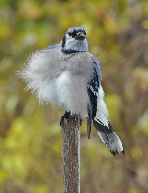 gdn-blue-jay-wet-snd-windy-2A DSC 9524