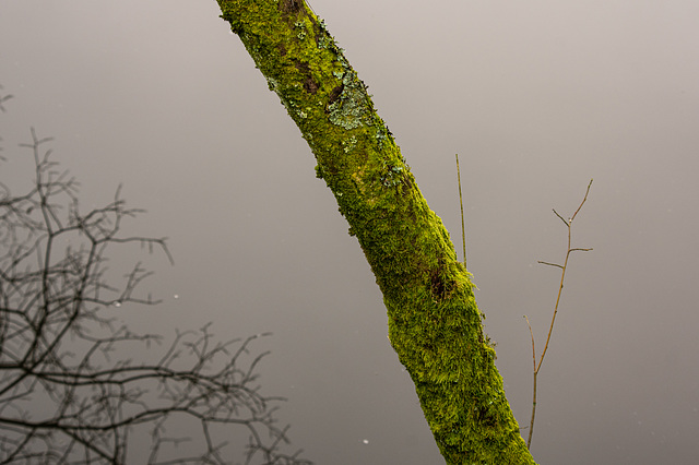 Moss and Lichen over water