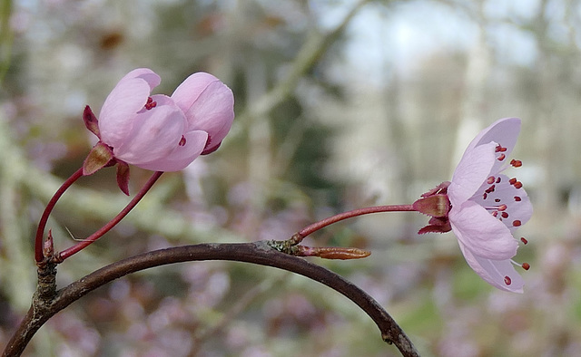 Bois de rose...