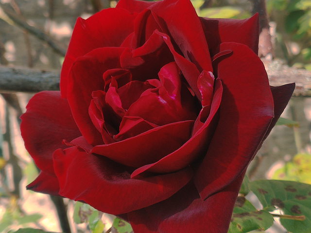 Rose rouge