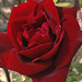 Rose rouge