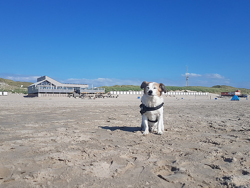 Jack Russell Terrier Clifford in Hargen aan Zee