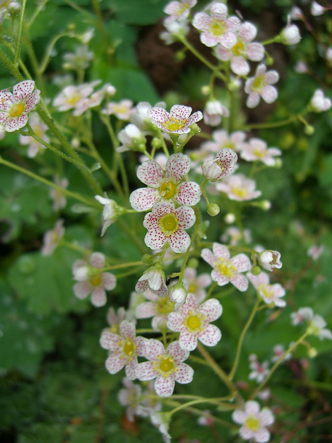 Blüten eines Krustigen Steinbrechs