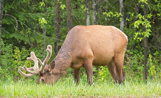 a browsing elk 4