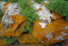 Penedos, Stones, Xanthoria, Trifolium