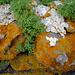 Penedos, Stones, Xanthoria, Trifolium