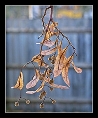 Lime Tree Seed Pods