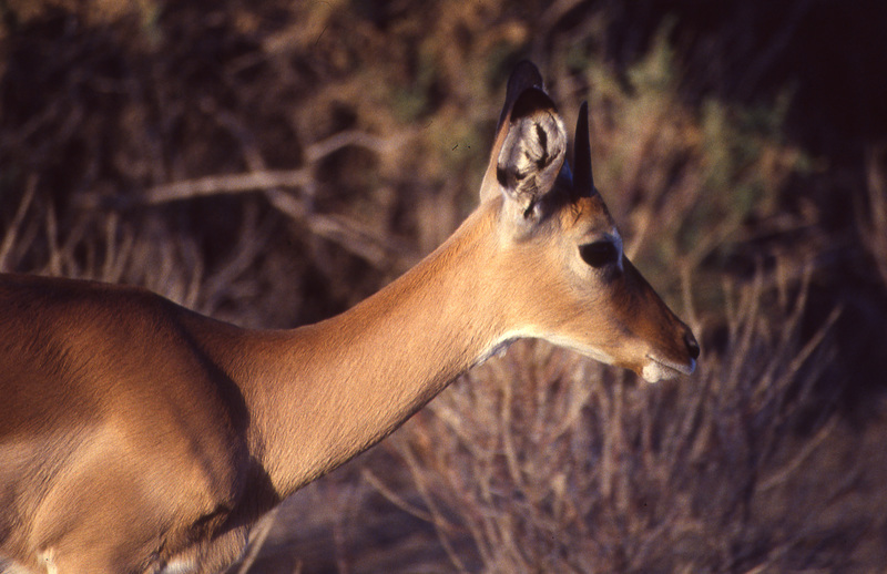 Female Impala