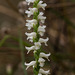 Spiranthes cernua 04