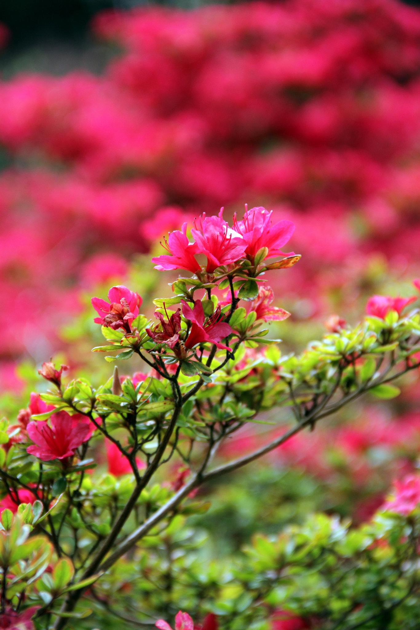 Giverny