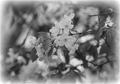 Flowering cherry