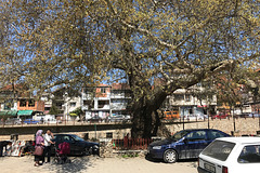 Platanus Orientalis Tree, Prizren, Kosovo