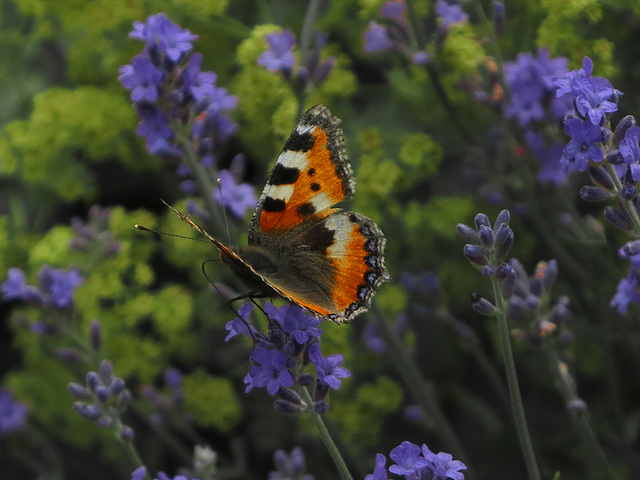 Kleiner Fuchs (Aglais urticae)