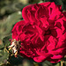 Rose im Herbst  / For Pam