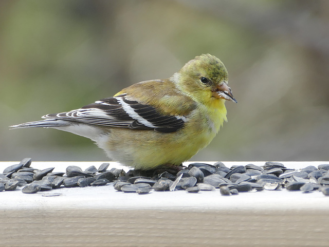 Day 10, American Goldfinch female