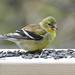 Day 10, American Goldfinch female