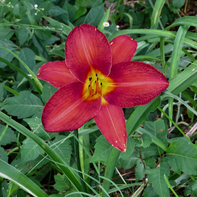 Daylily