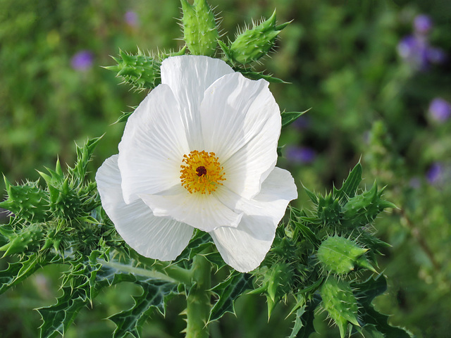 Day 5, White Prickly Poppy