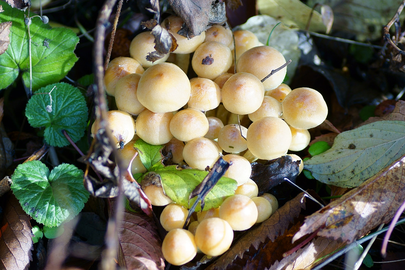 Pilze im Sonnenschein in Elbingerode III