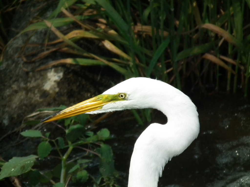 24/50 grande aigrette-great egret