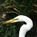 24/50 grande aigrette-great egret