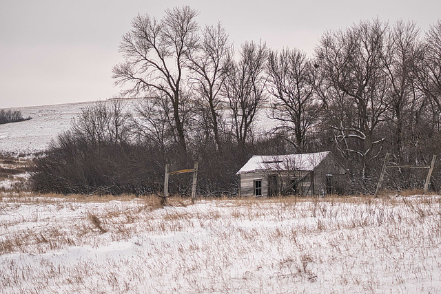 shelter in the trees