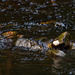 Dipper in Manor Park