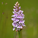 Downs-near Devil's Dyke-spotted orchid DSC 4459