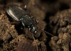 Der Grabkäfer (Pterostichus) hält sich noch im Dunklen :)) The burying beetle (Pterostichus) is still in the dark :)) Le bousier (Pterostichus) est toujours dans le noir :))