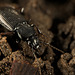 Der Grabkäfer (Pterostichus) hält sich noch im Dunklen :)) The burying beetle (Pterostichus) is still in the dark :)) Le bousier (Pterostichus) est toujours dans le noir :))