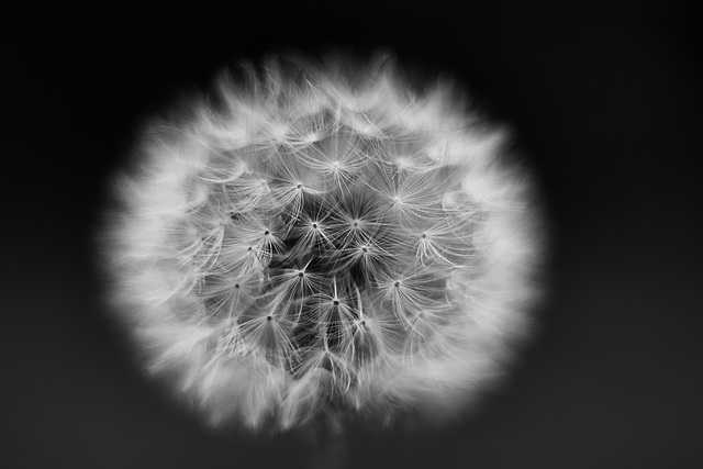 Pusteblume Pusteblume