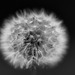 Pusteblume