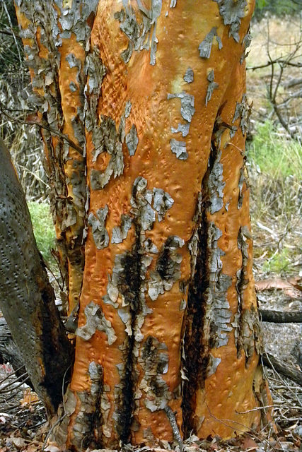 Adelaide hills Bark of a tree