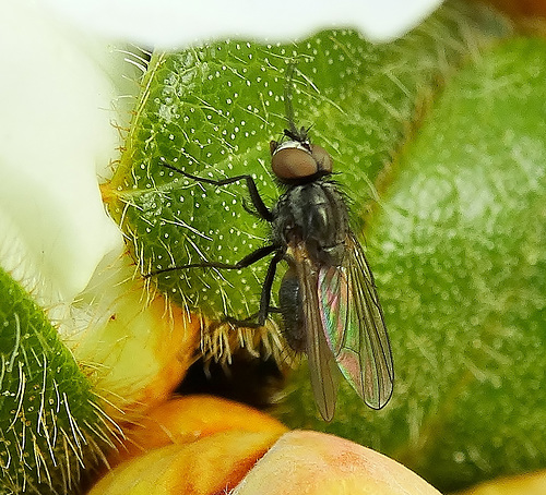 A fly on a flower!