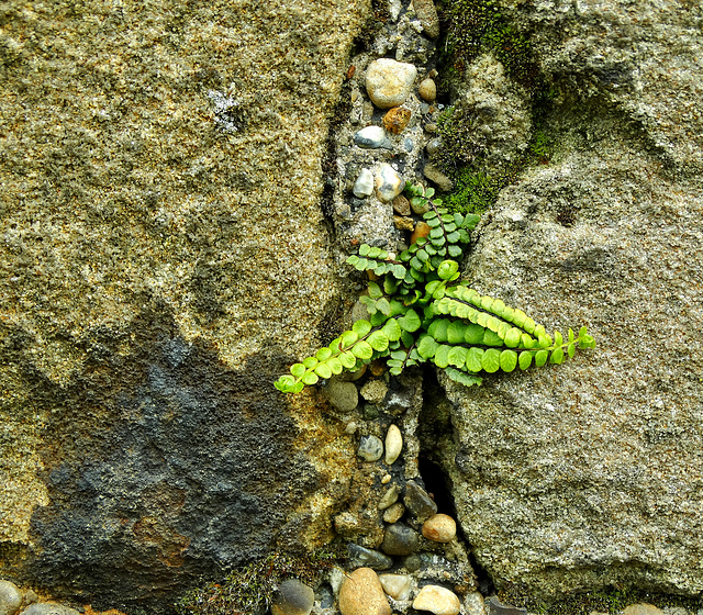 Growing in and by the wall