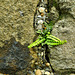 Growing in and by the wall