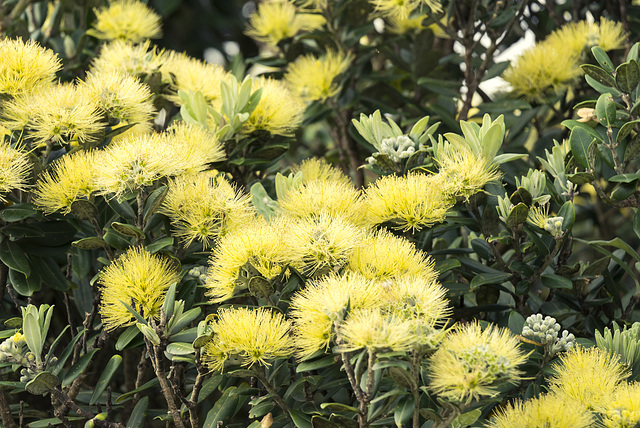 Pohutukawa