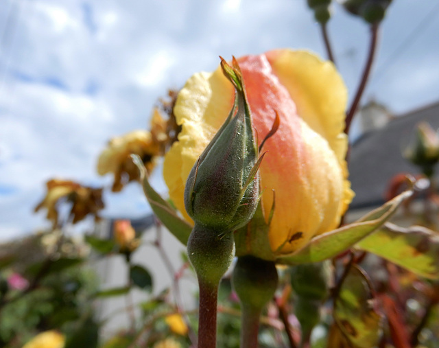 une rose pour notre Ami Karp qui nous a quittés