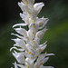 Phantom Orchid