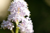DSCF4681