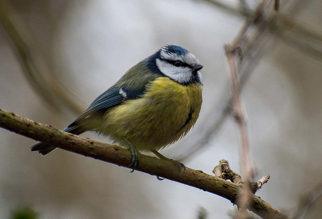 Blue tit20