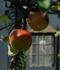 Zwei Äpfel und eine Birne