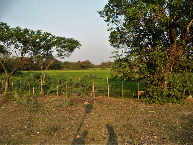 Campagne laotienne / Laotian countryside