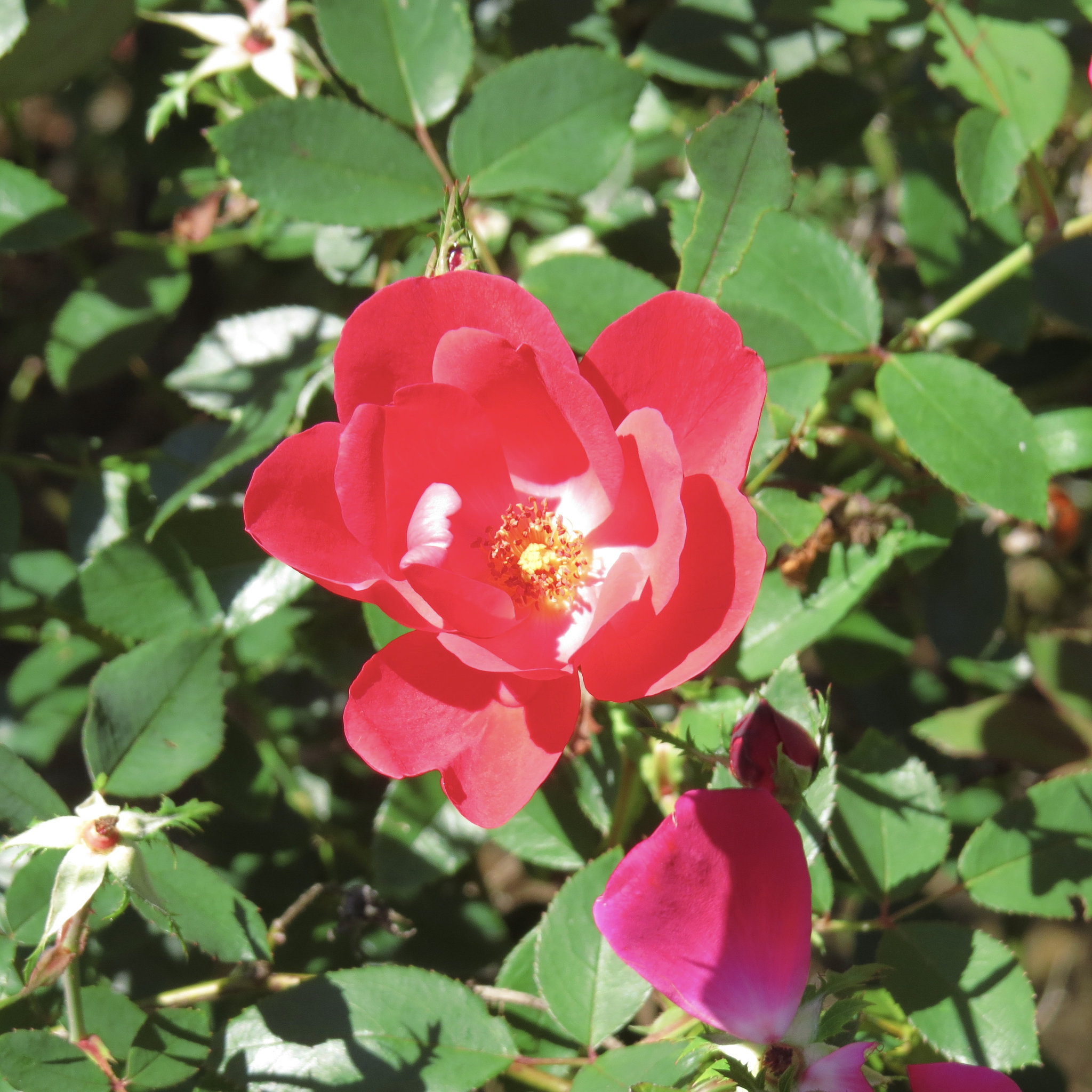 Early autumn roses