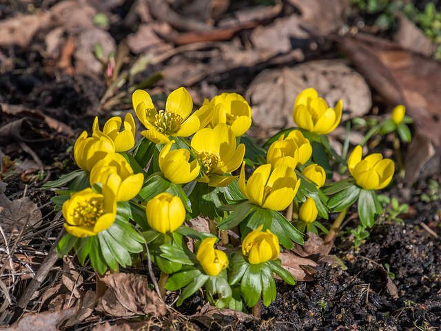 Mit die ersten Frühblüher - Winterlinge