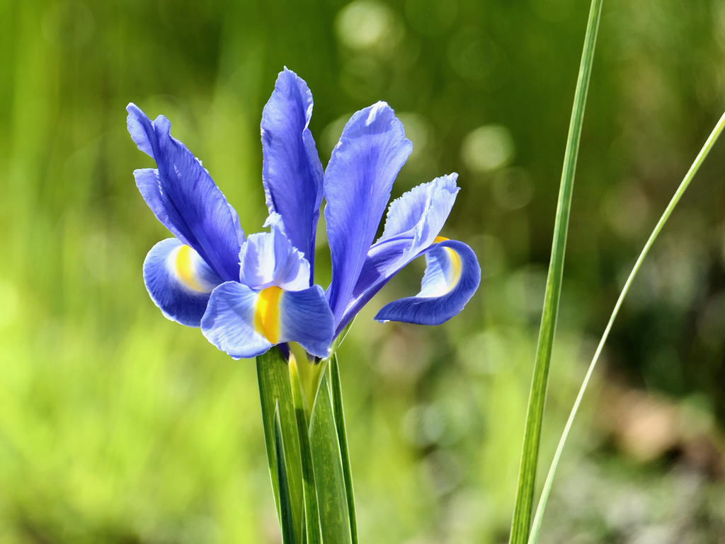 Irisblüte