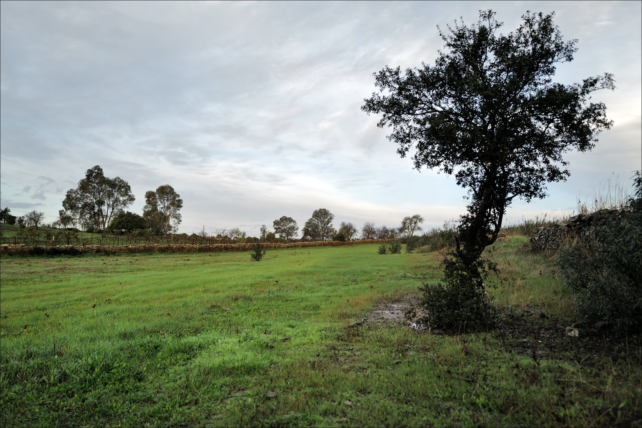 Penedos, After the rain pasture grows